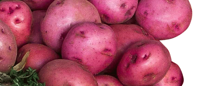 Zuckerman Red Potatoes