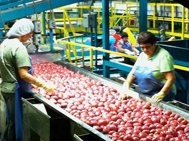Checking Potatoes down the line
