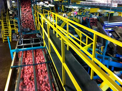 Potato Assembly Line