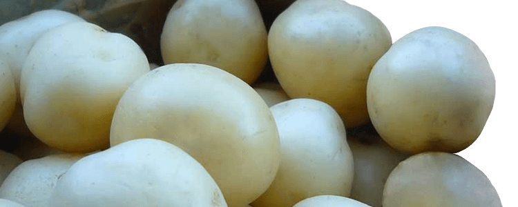 Bella Blanca White Potatoes
